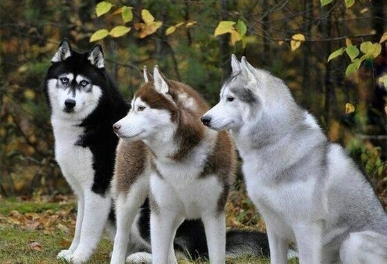 Husky Siberiano Cores: Marrom, Branco, Preto, Cobre e Cinzento