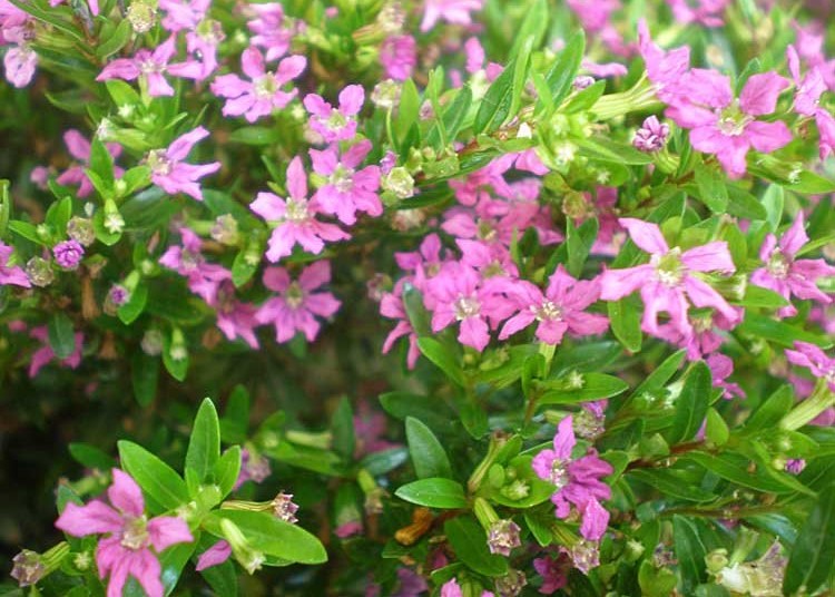 Planta Erica Secando, Murchando ou Morrendo: Como Resolver?