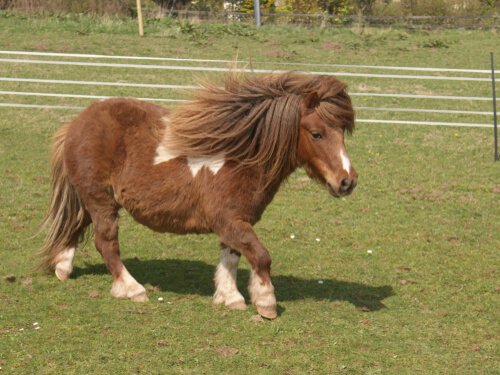 Raça De Cavalo (Pônei) Asturcón: Características, História E Fotos