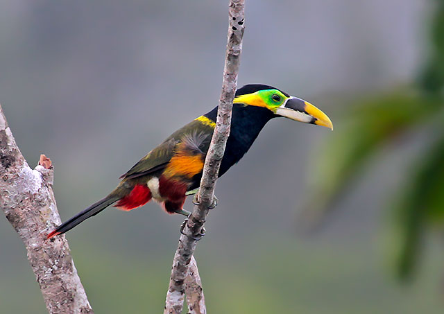 Saripoca-de-Gould: Características, Nome Científico e Fotos