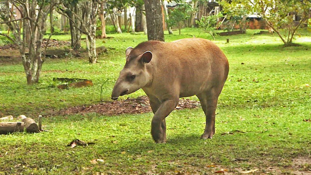 Habitat da Anta: Onde Elas Vivem?