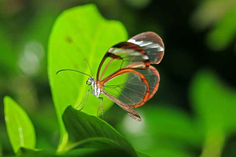 Borboleta Asas de Cristal: Características, Habitat e Fotos