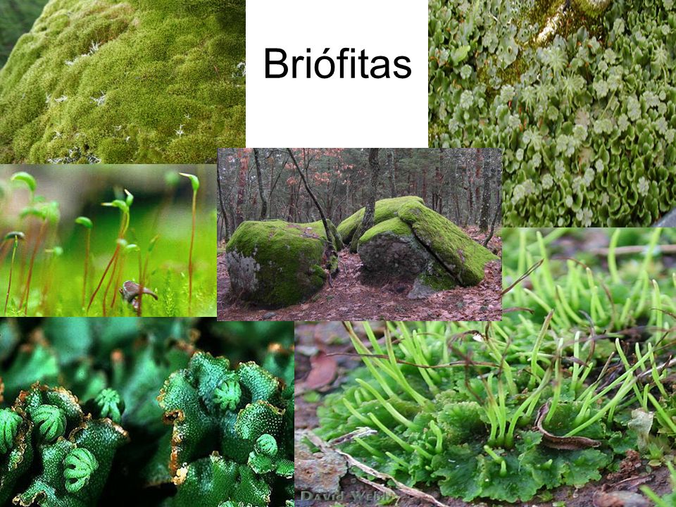 Por Que as Briófitas São de Pequeno Porte?