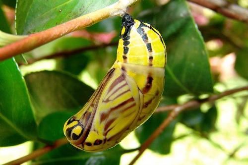 O que Acontece Dentro do Casulo da Borboleta?