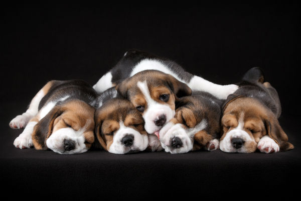 Cores do Beagle: Tricolor, Bicolor, Branco e Chocolate com Fotos