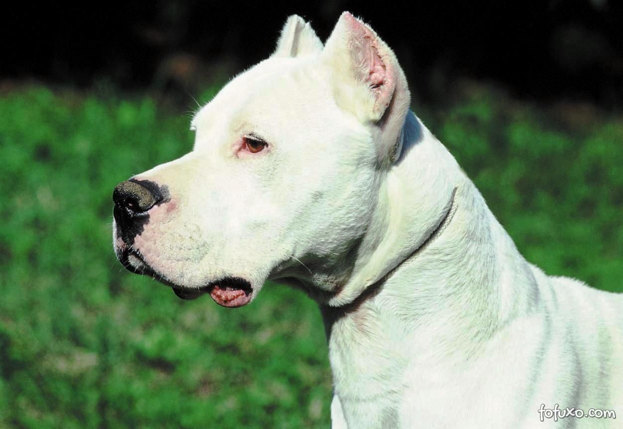 Dogo Argentino: Características, Temperamento e Como Criar com Segurança