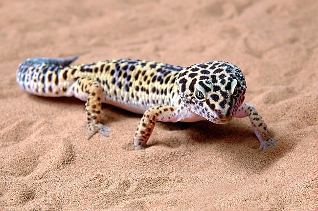 Lagartixa Leopardo: Características, Nome Cientifico e Fotos