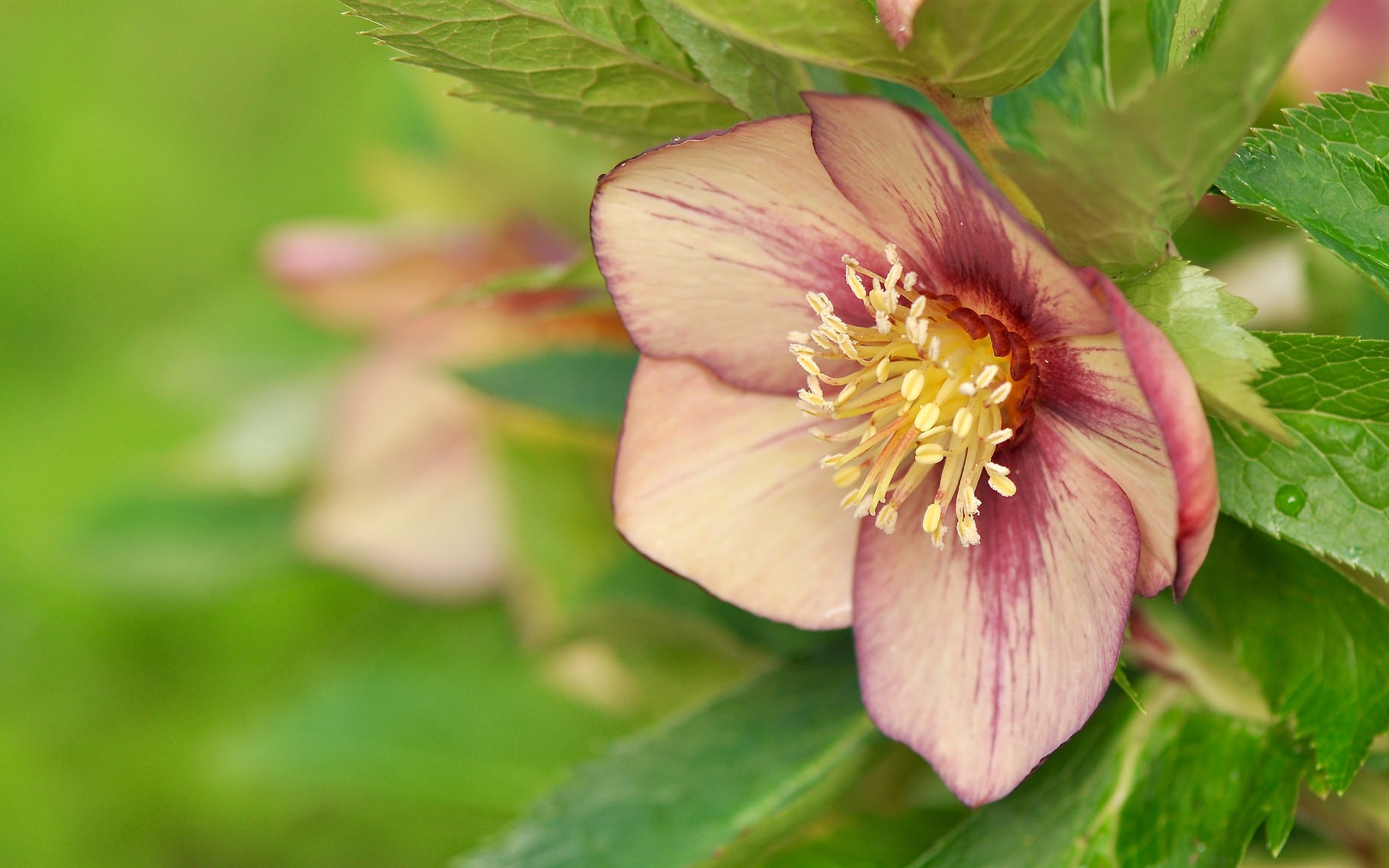 História da Flor Heléboro, Significado, Origem da Planta e Fotos
