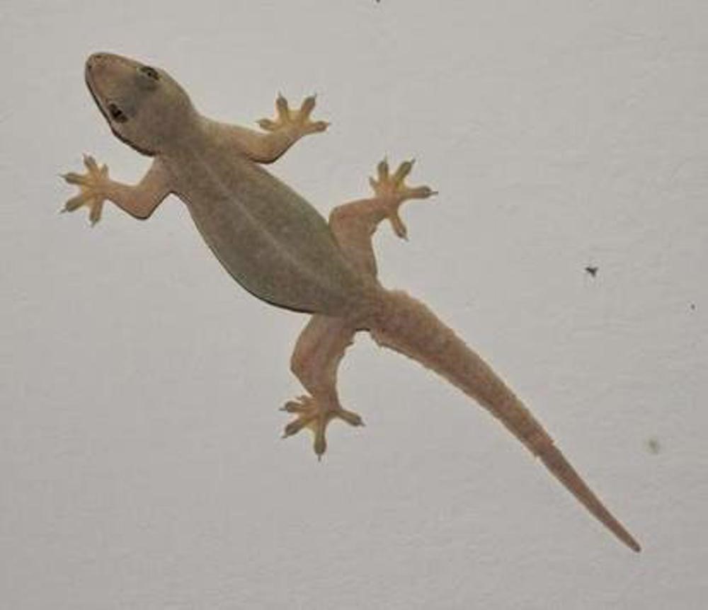 Lagartixa Doméstica Tropical: Características, Habitat e Fotos