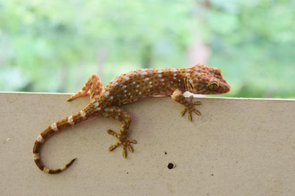 Lagartixa Rhacodactylus: Caracteristicas, Nome Cientifico e Fotos