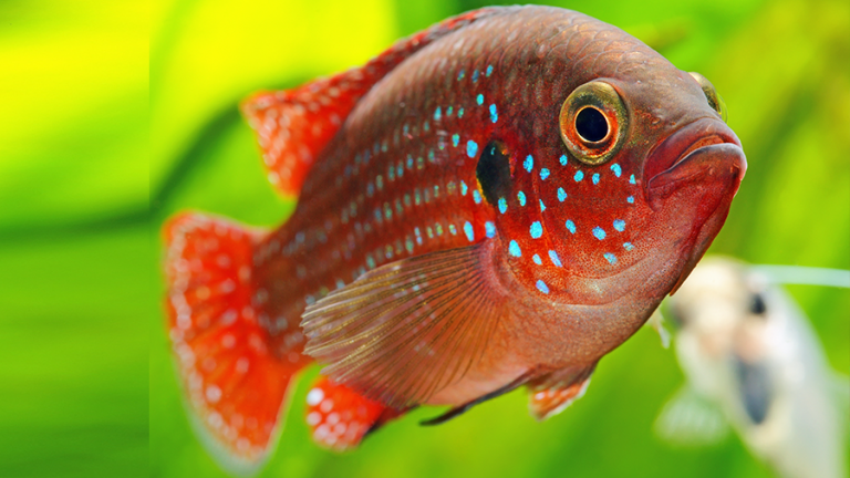 Peixe Acará