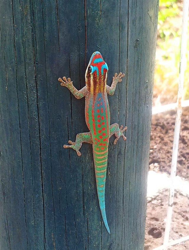 Lagartixa de Cauda Azul: Características, Habitat e Fotos