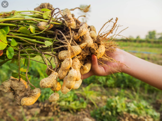 Qual a Melhor Fase da Lua Para Plantar Amendoim?
