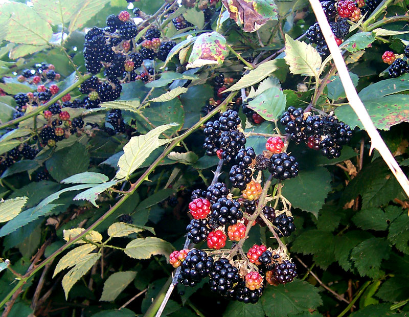 Quanto Tempo Demora Para o Pé de Amora dar Frutos?