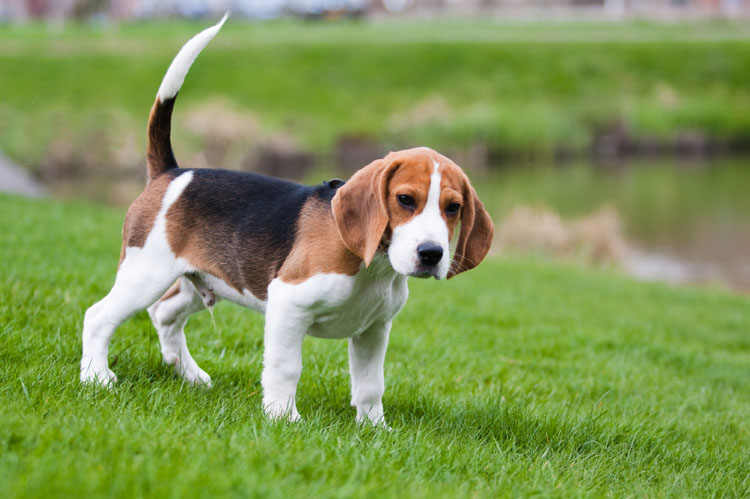 Qual A Melhor Ração Para Cachorro Beagle?