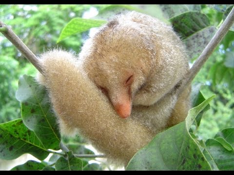 Tamanduá Tamanduaí: Características, Nome Científico e Fotos