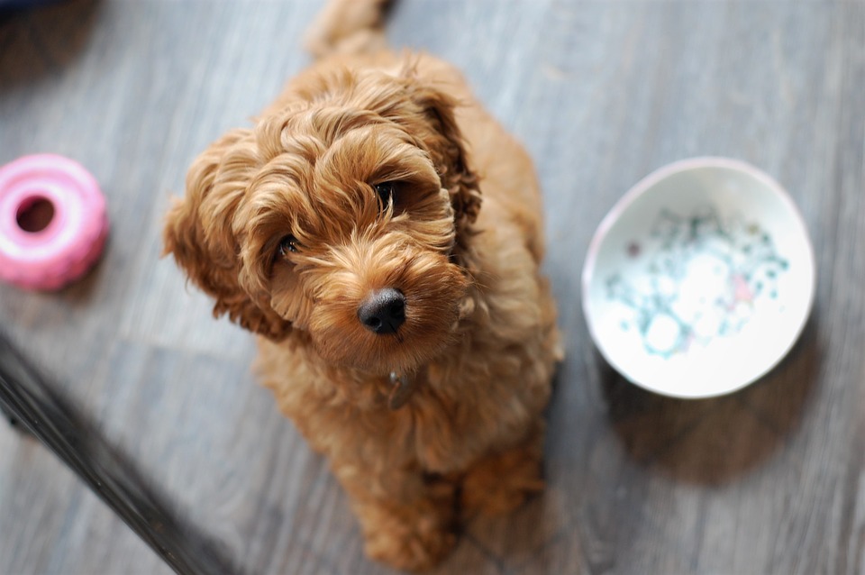 Alimentação do Poodle: O Que Eles Comem?