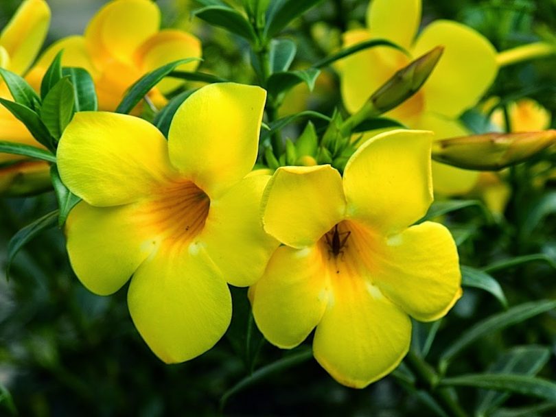 Alamanda Arbustiva: Características, Flor, Como Cuidar e Fotos