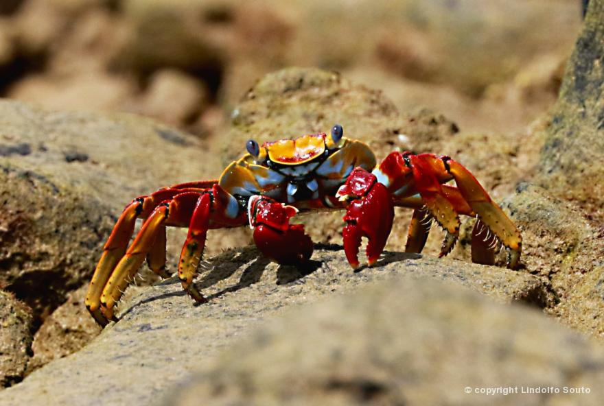 Aratu Vermelho Grapsidae