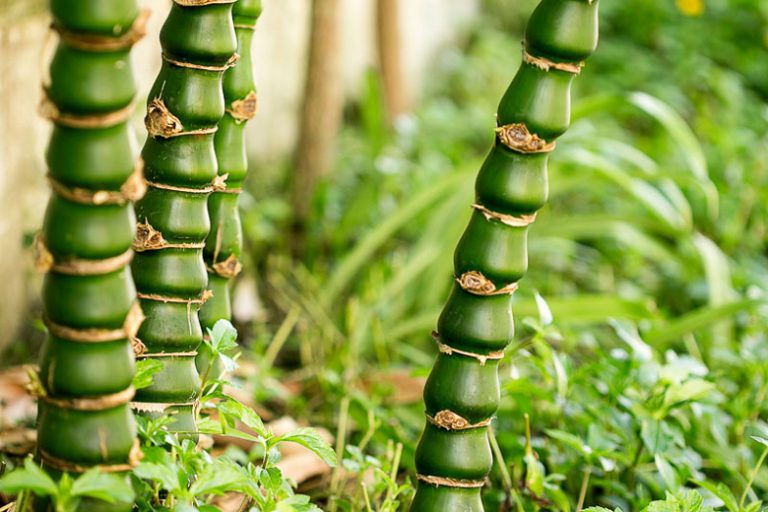 Bambu Barriga de Buda