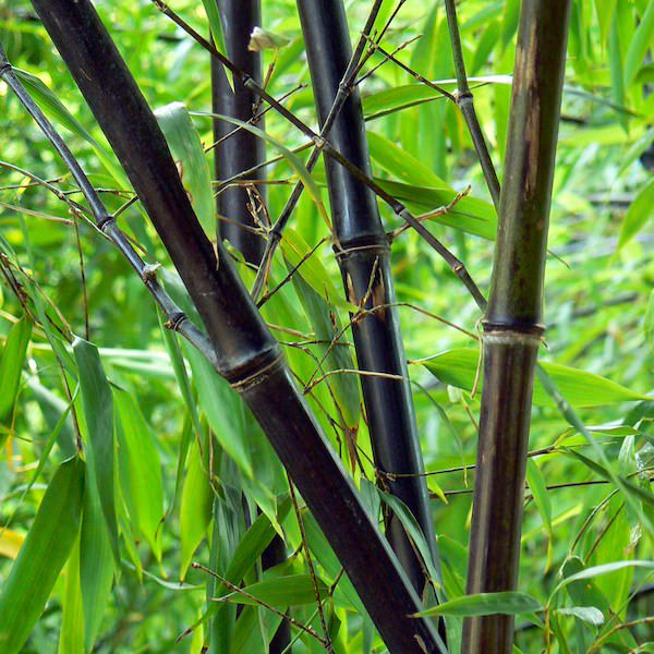 Quanto o Bambu Cresce Por Dia? Qual Cresce Mais Rápido?