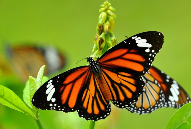 Borboleta Características Físicas
