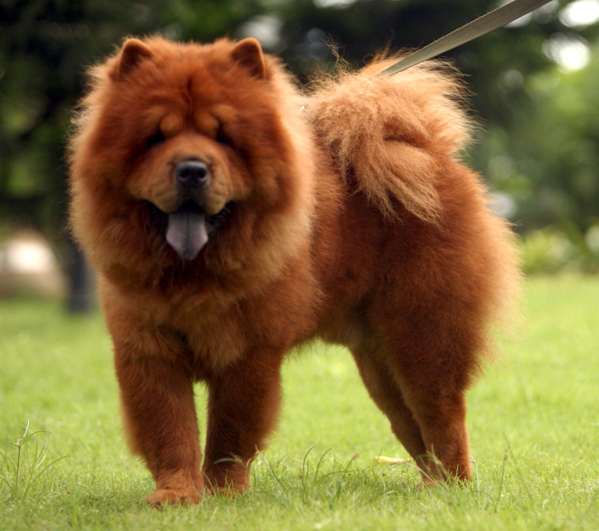 Ciclo de Vida do Chow Chow: Quantos Anos Eles Vivem?