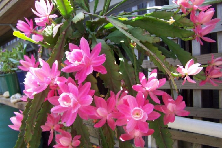 Cacto Orquídea em Casa