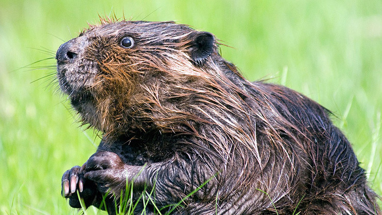 Quais São os Predadores do Castor e Seus Inimigos Naturais?