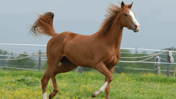 Predadores do Cavalo: 8 Inimigos Naturais e Como o Animal se Defende