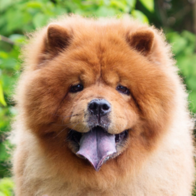 Por que a Raça Chow Chow Tem a Língua Azul?