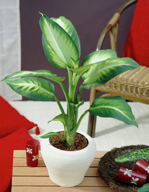 Quais os Efeitos da Planta Comigo-Ninguém-Pode?