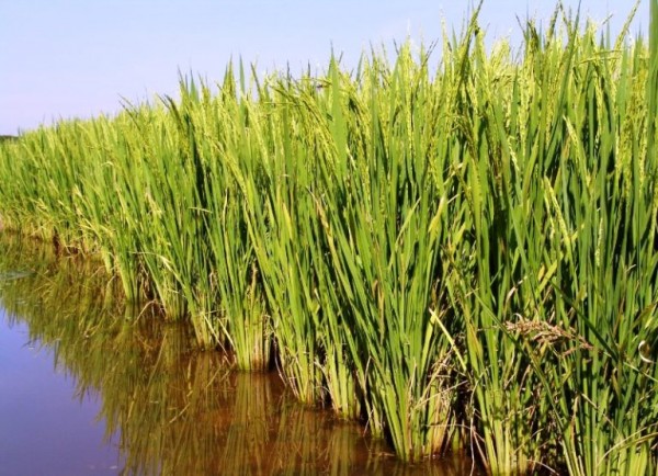 Ciclo de Vida do Arroz: Como Funciona? Quanto Tempo Dura?