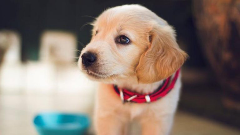 Filhote de Cachorro Caramelo