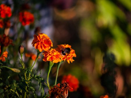 História da Flor Geum Quellyon, Significado e Origem da Planta