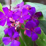 Flor de Quaresmeira