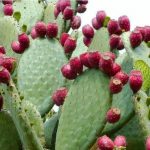 Frutas de Cactos comestíveis