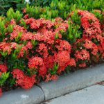 Ixora Vermelha na Beira da Calçada