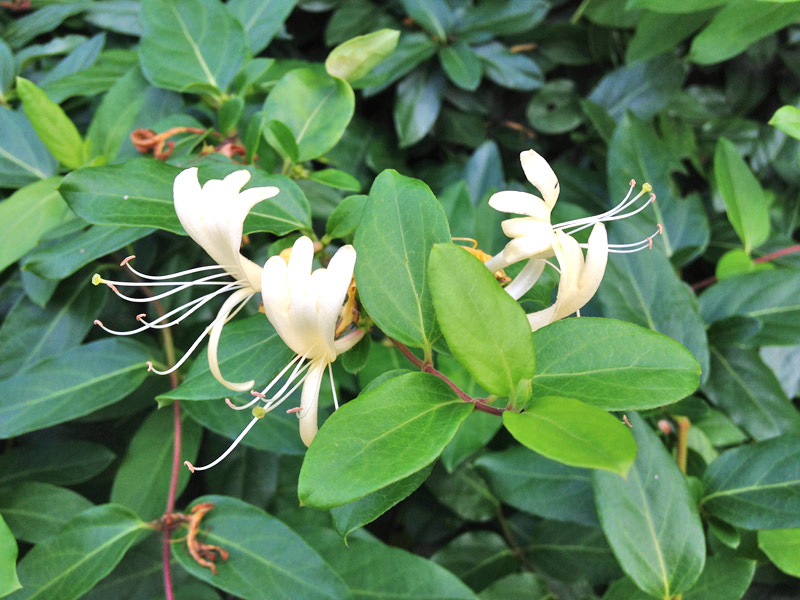 Madressilva – Curiosidades e Fatos Interessantes Sobre a Planta