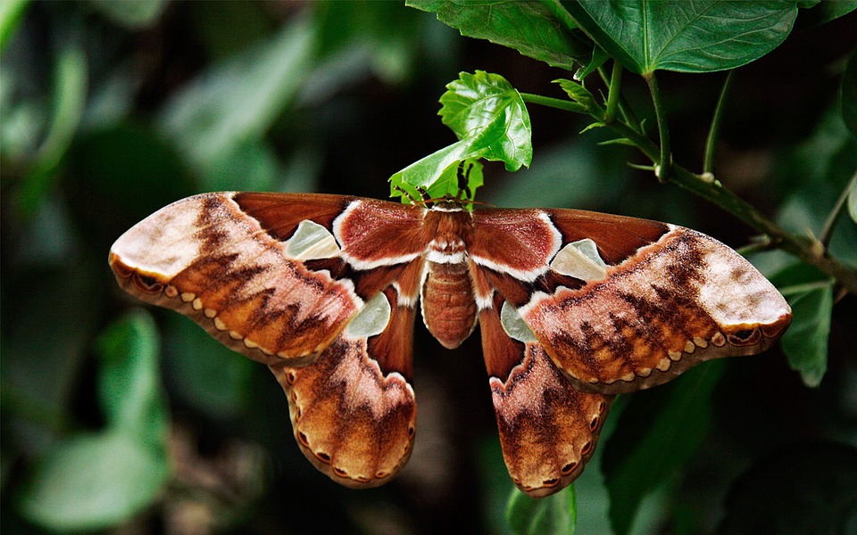 Mariposa Atlas: Características, Nome Cientifico e Fotos