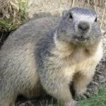 Marmota
