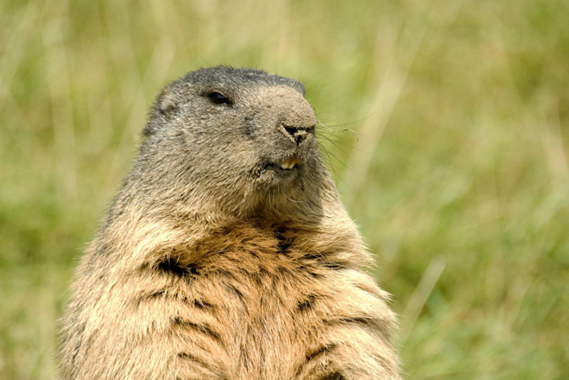 Habitat da Marmota: Onde Elas Vivem?