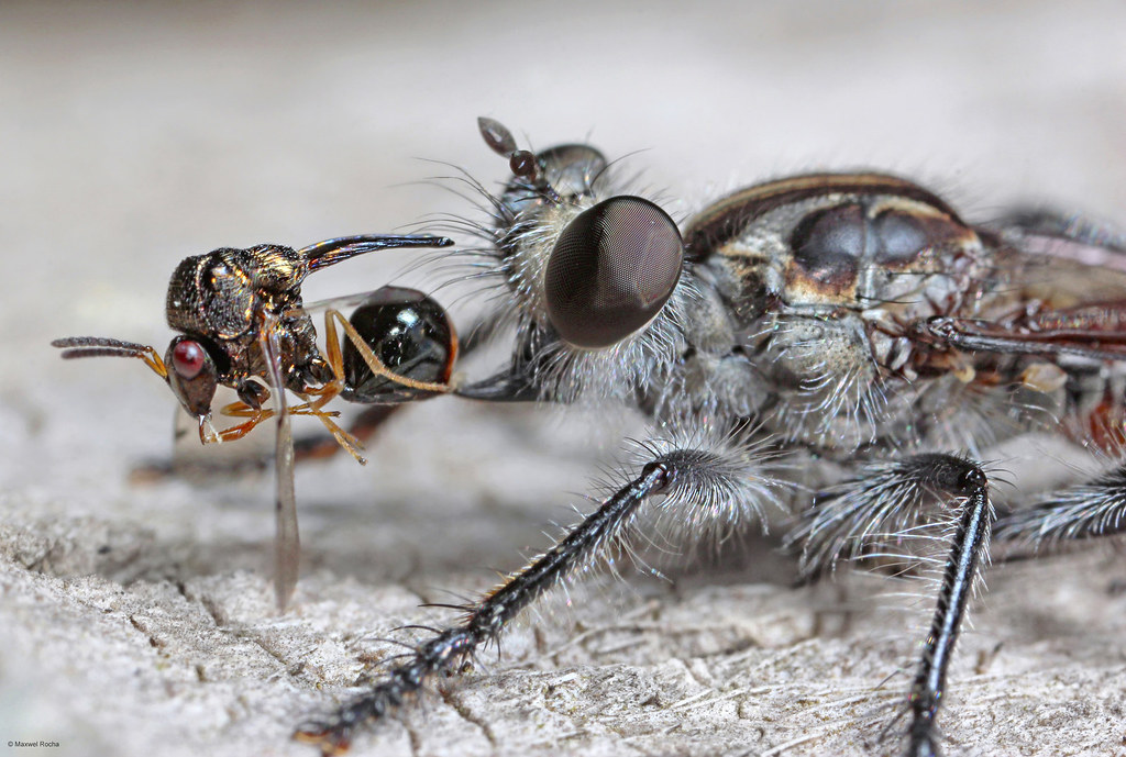 Mosca-Caçadora: Características, Como Evitar, Habitat e Fotos