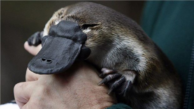 Ciclo de Vida do Ornitorrinco: Quantos Anos Eles Vivem?