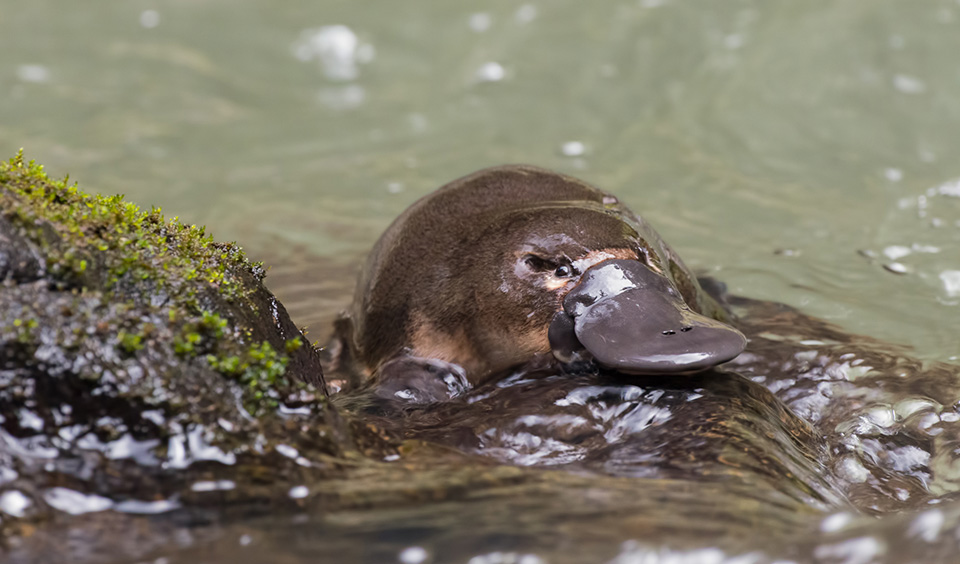 A Lenda Do Ornitorrinco, Simbologia E Significado Do Animal