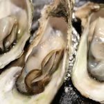 Ostra Características
