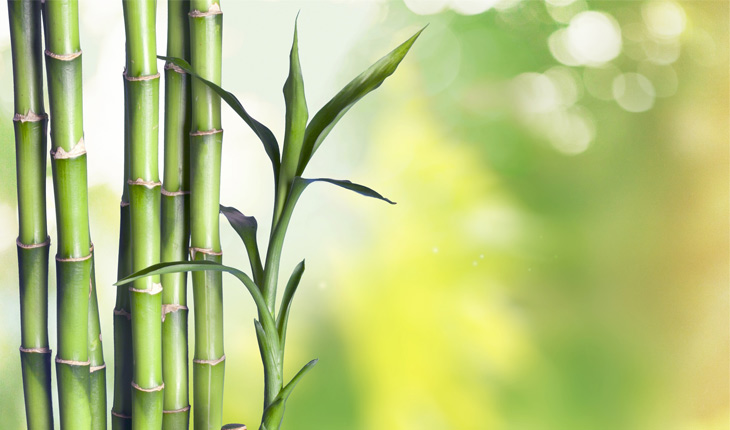 Como Cultivar Bambu? Como Cuidar da Planta Bambu?