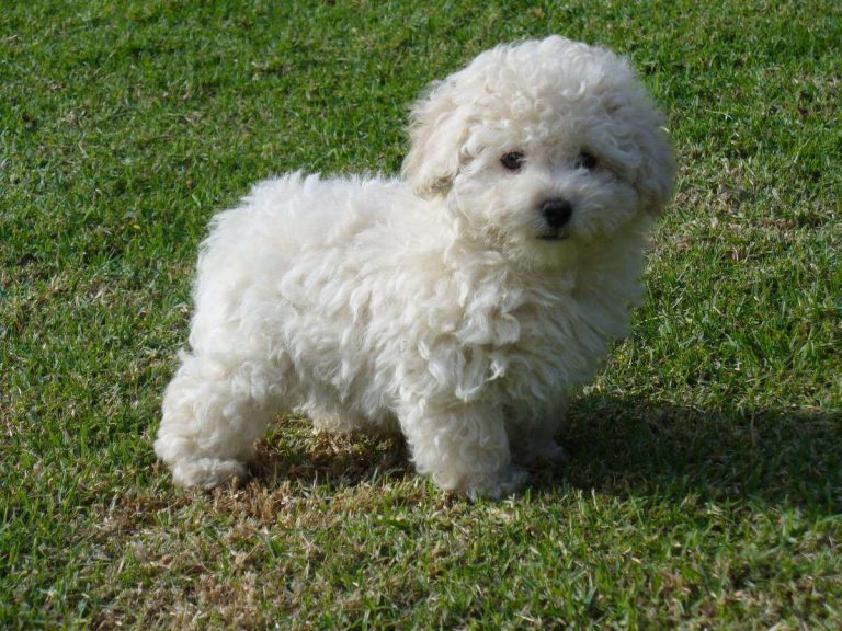 Poodle Toy
