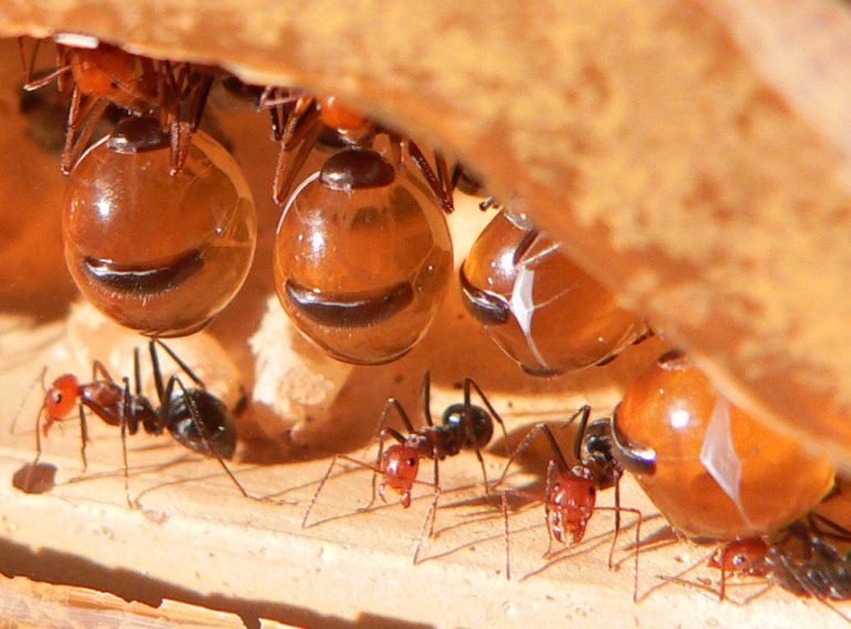 Vida das Formigas