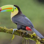 Tucano Bico Arco Íris Sob Galho de Árvore